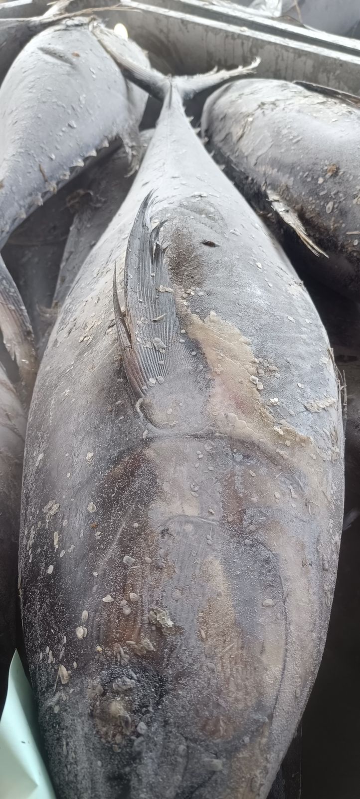 Atún Entero Congelado
