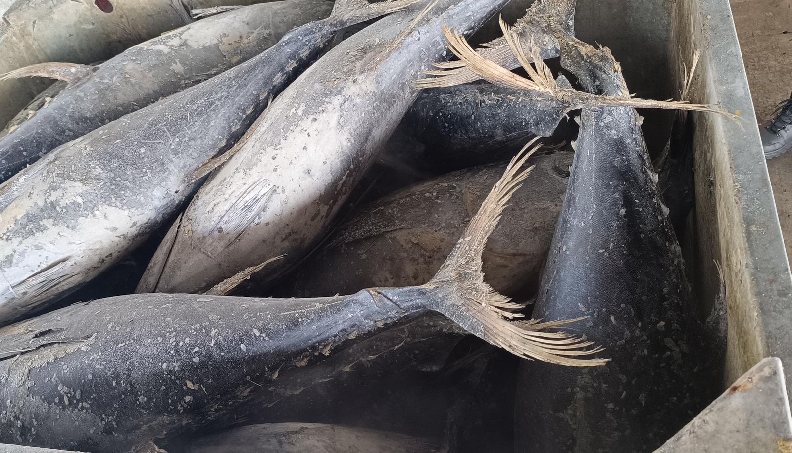 Whole Frozen Tuna